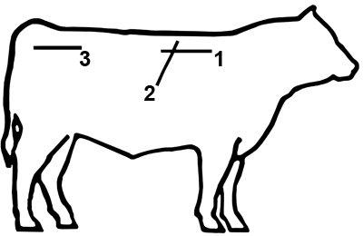 drawing of cow with ultrasound measurement sites