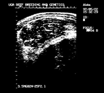 ultrasound image, ribeye