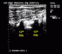 ultrasound image, intramuscular fat