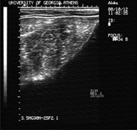 ultrasound image, rump fat