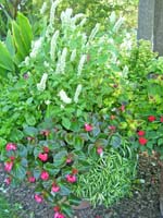 Potted white and pink flowers