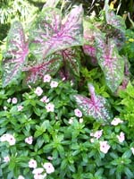 Purple and green leaves and white flowers