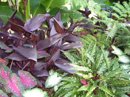 Ginger, Calathea, Caladium, and Fern