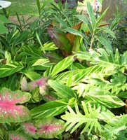 Alpinia, Setaria, Canna, Philodendron, Caladium