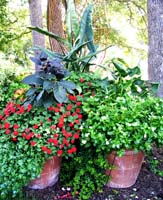 an arrangement of plants in two pots