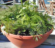 fern garden in a bowl-shaped pot