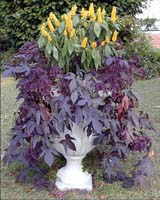 Overgrown decorative planter containing purple foliage and yellow flowers