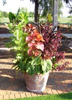 Planter with green and red foliage