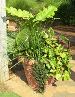 Planter with green foliage in varying shapes
