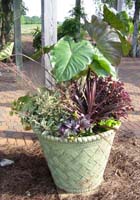 Planter with green and purple-leaved plants