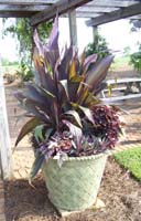 Planter with tall purple foliage