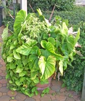 Planter with an assortment of light green foliage