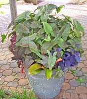 Planter with green, purple, and red foliage