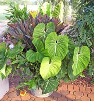 Purple and green foliage of various shapes in a planter
