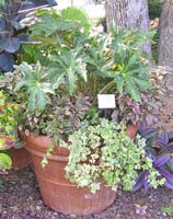 Begonia foliage in a pot