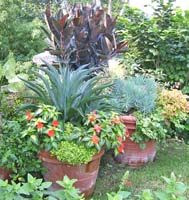 Large pot of Elephant ear, Coleus and New Guinea Patiens, and ivy plants making up a multi-layered composition.