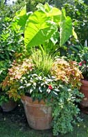 Tropical plants arranged in a pot with elephant ears on top and several colors of shorter foliage