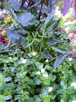 Decorative green and purple foliage and small white flowers