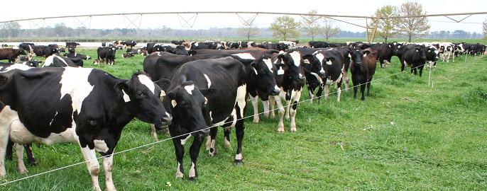 Cows grazing