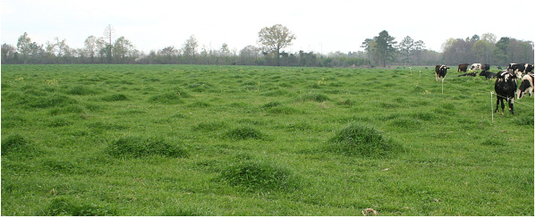 pasture with hummock bumps throughout the grass