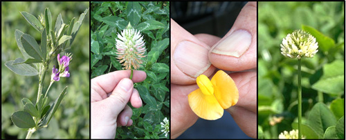 composite image of several legumes