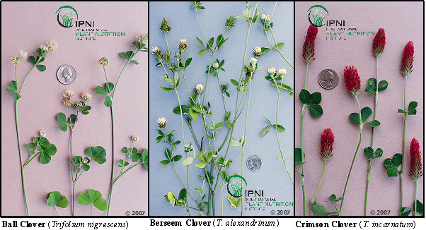 Ball, Berseem, and Crimson Clovers