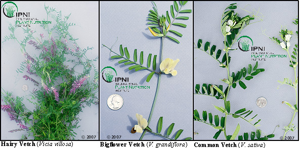 Hairy, Bigflower, and Common Vetch