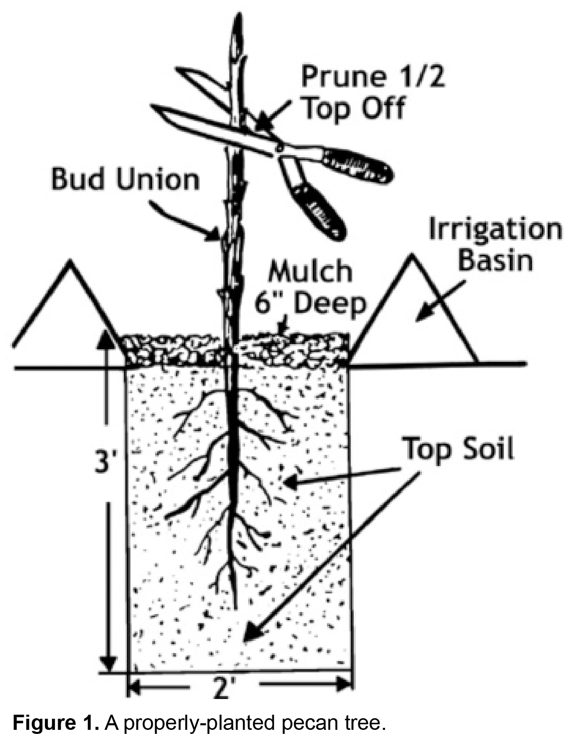 Properly plantd pecan tree. Roots extend 3 feet down and spread 2 feet. Mulch is 6 inches deep and surrounded by irrigation basins.