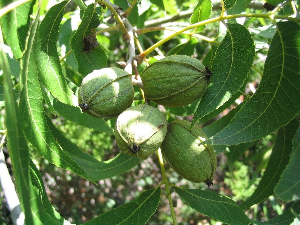 Pecans on the tree