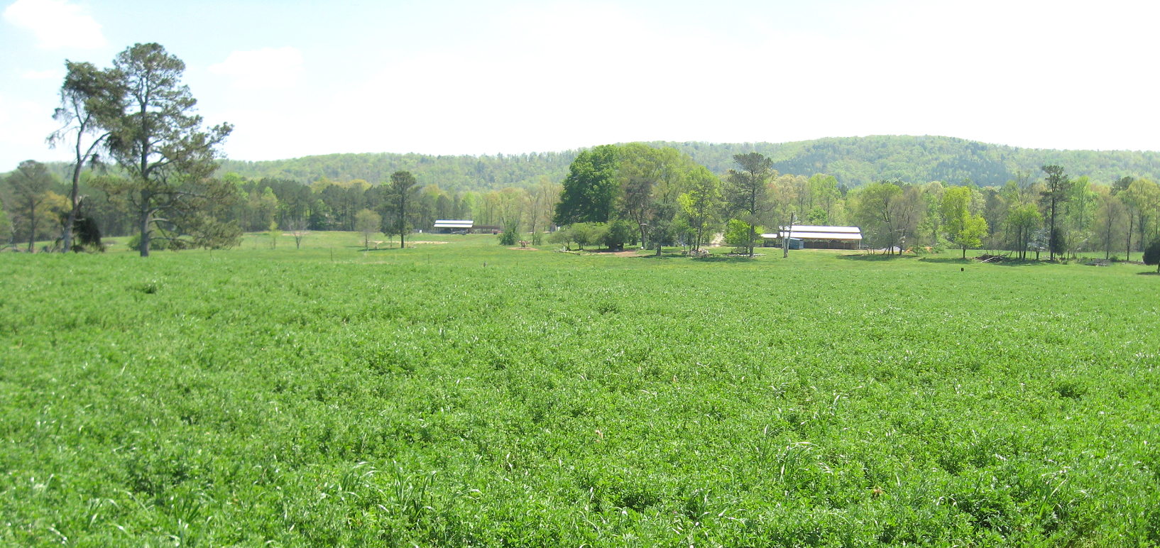 Alfalfa Management in Georgia