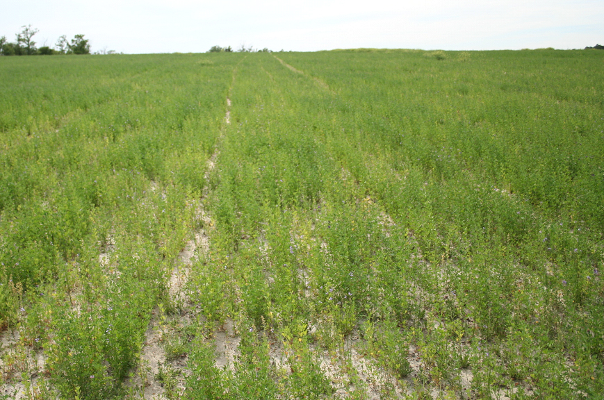 Alfalfa Management in Georgia