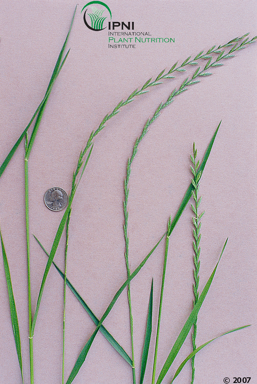 Georgia Forages: Grass Species