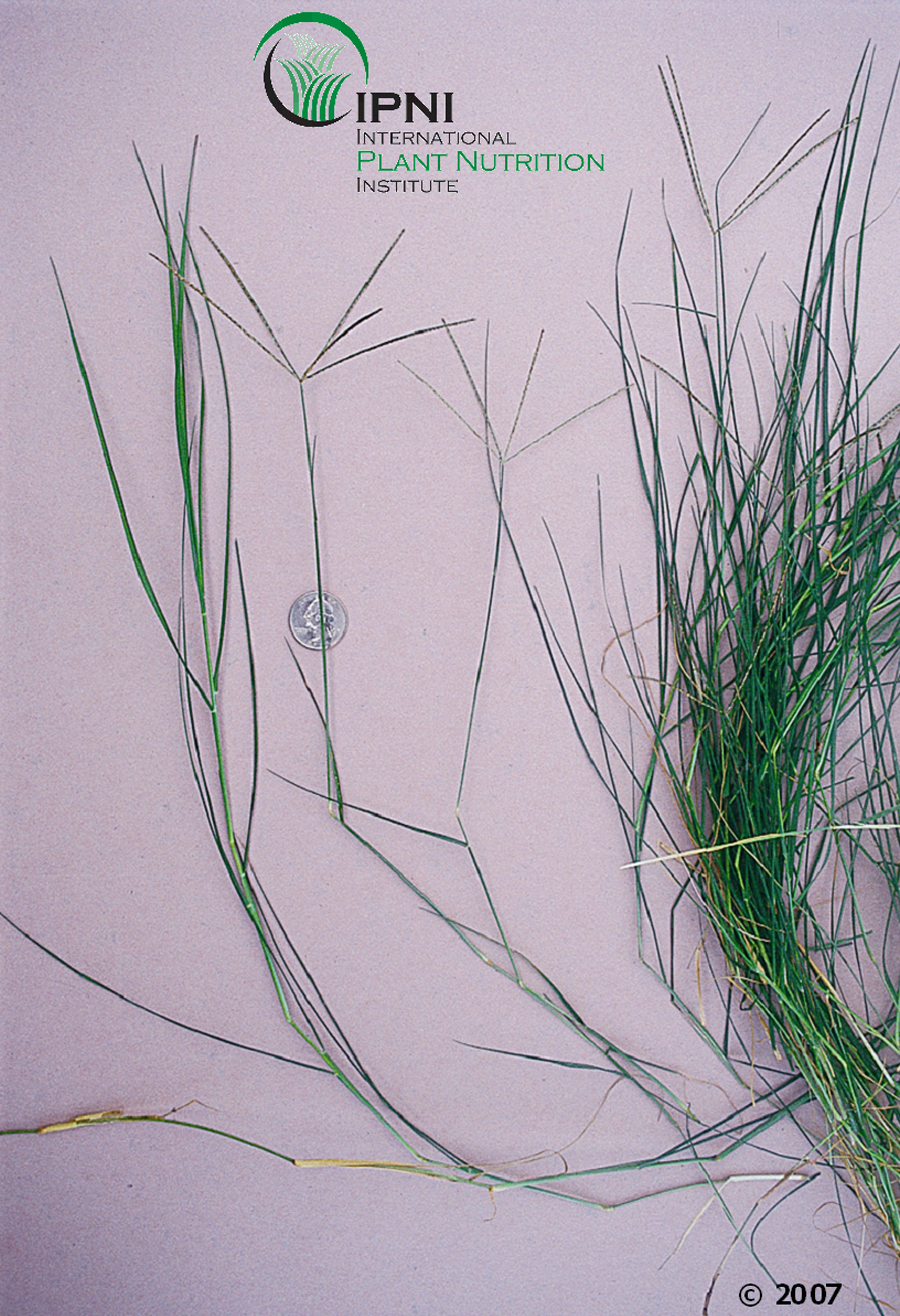 Bermudagrass (cynodon dactylon).