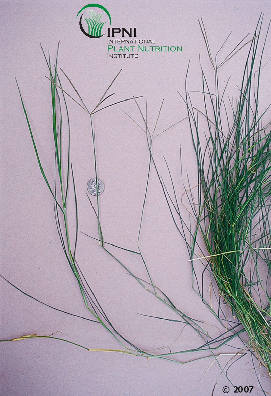 Georgia Forages: Grass Species