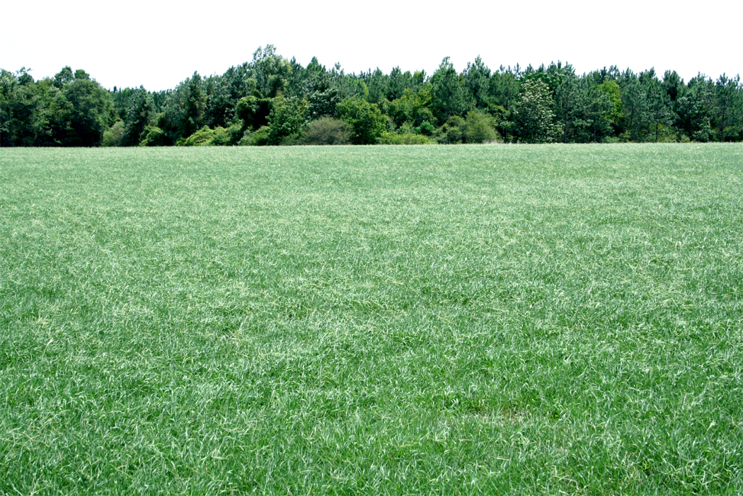 timothy hay field