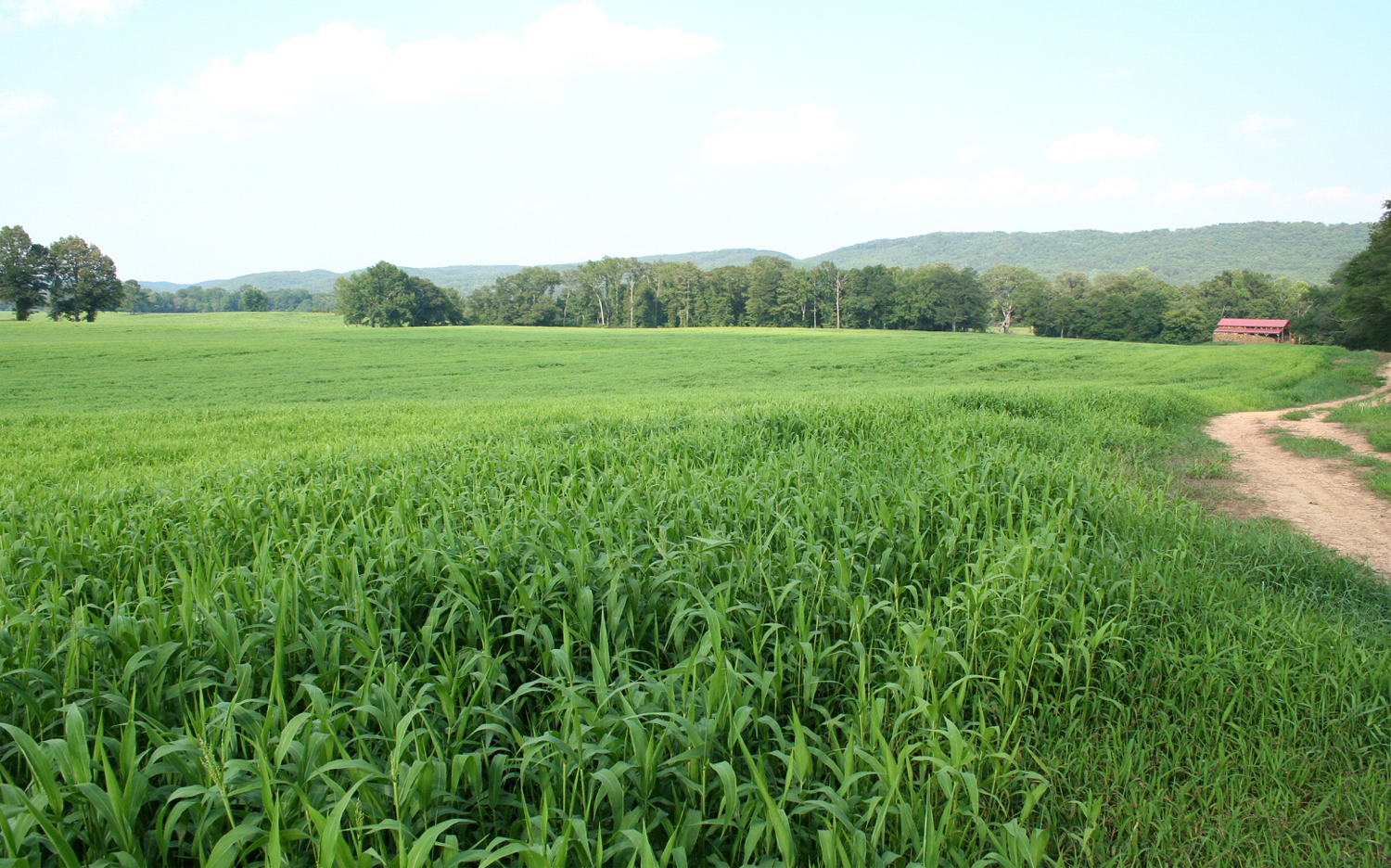 Georgia Forages: Grass Species