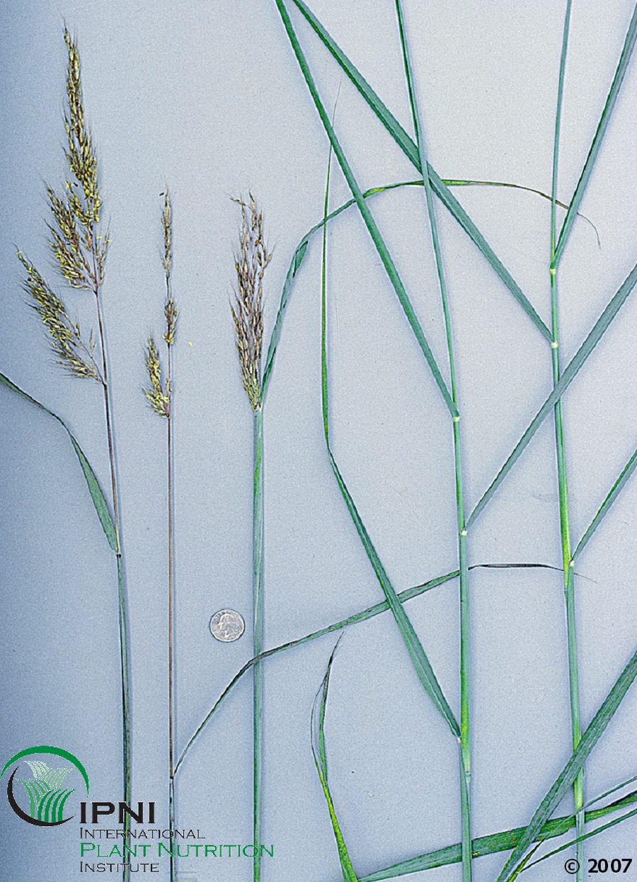 Indiangrass (Sorghastrum nutans)