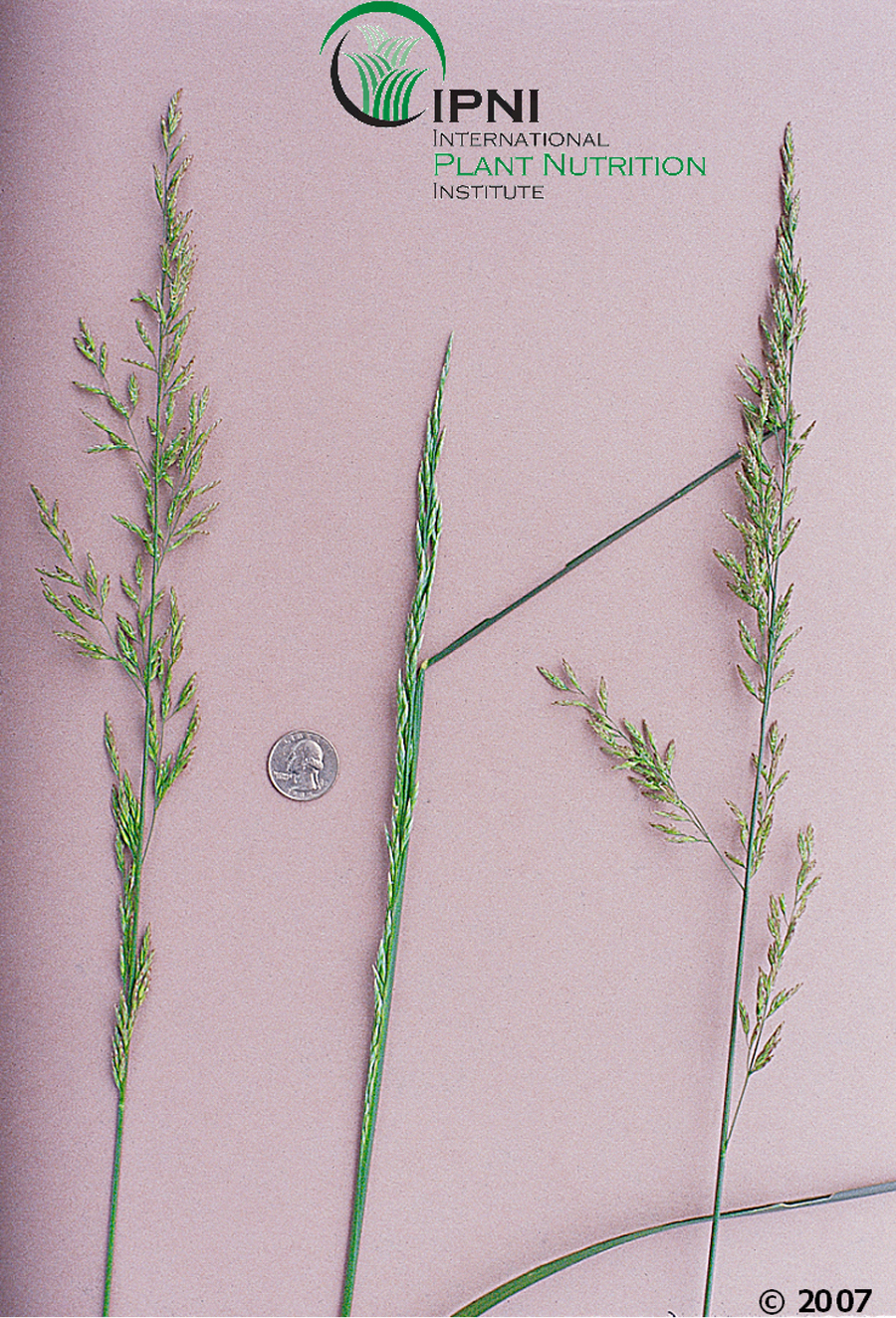 Planting a New Tall Fescue Stand? a Guide to Commercially Available Tall  Fescue Varieties