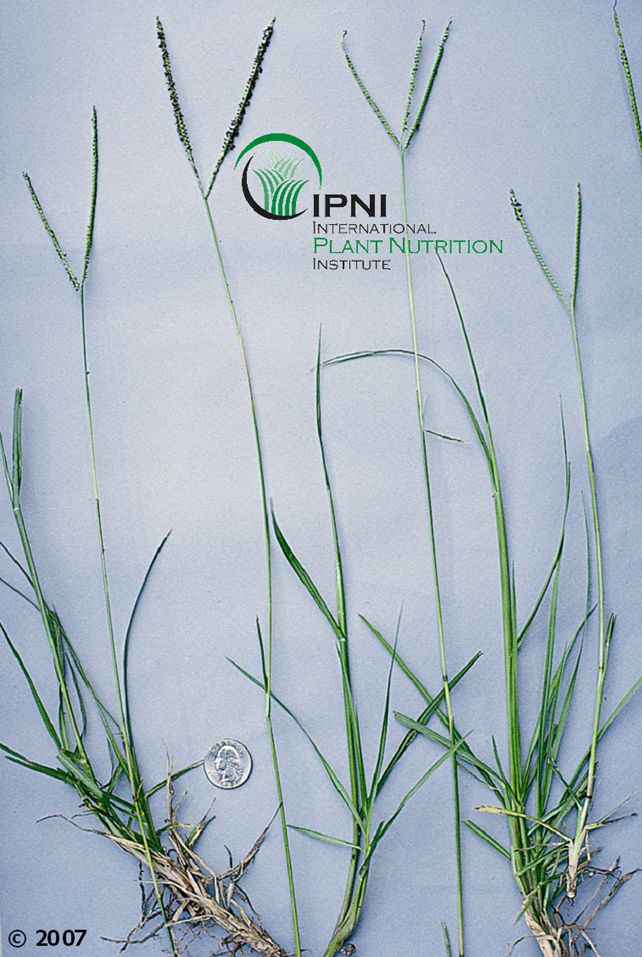 Bahiagrass (Paspalum notalum).