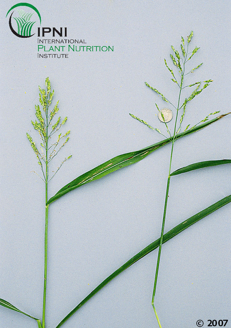 Sudangrass