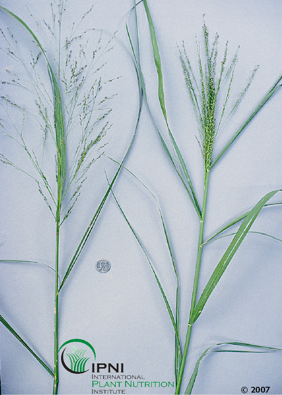 Switchgrass (Panicum virgatum)