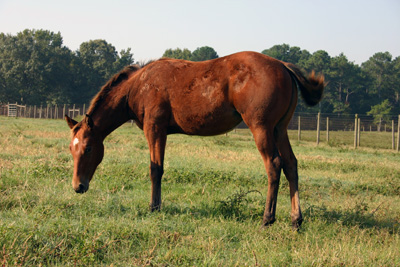 grazing horse