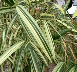 Sinobambusa tootsik albostrait bamboo foliage