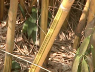 alphonse bamboo stalks