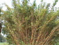 alphonse bamboo