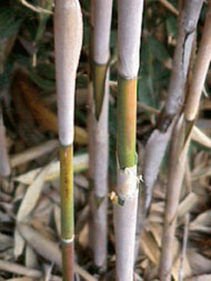 arrow bamboo stalks