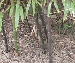 black bamboo stalks