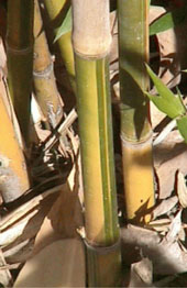green stripestem stalk