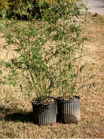 fernleaf bamboo in pots