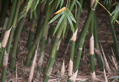 hedge bamboo